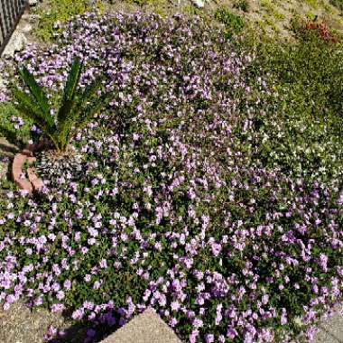 Lantana camara