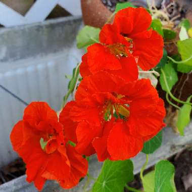 Tropaeolum majus