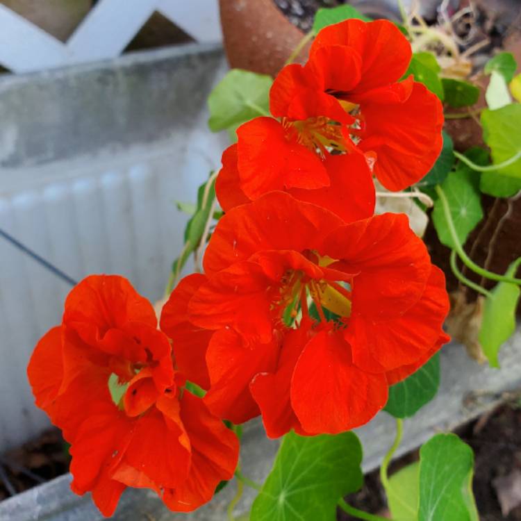 plant image 1236505 plant image 1236505