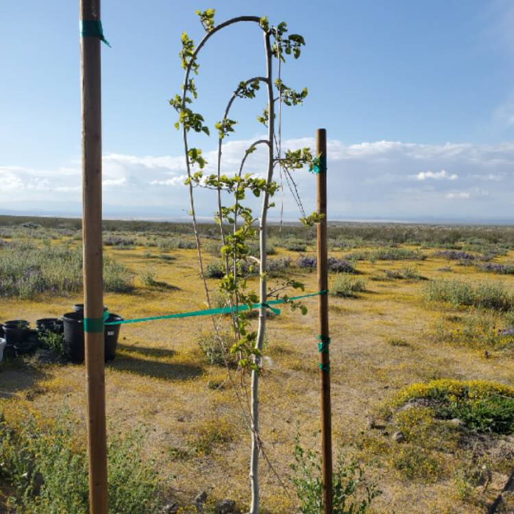 plant image 1275056
