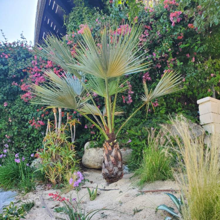 plant image 1321326