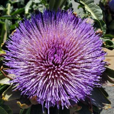 Cynara Scolymus