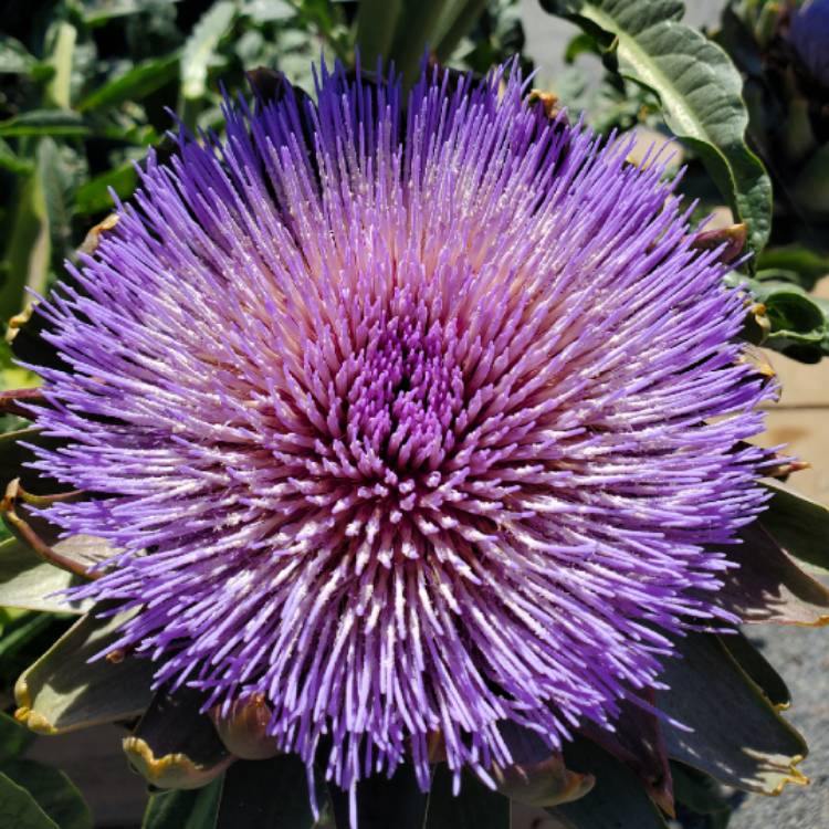 Plant image Cynara Scolymus
