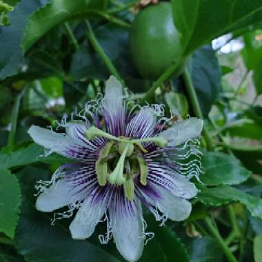 Passiflora