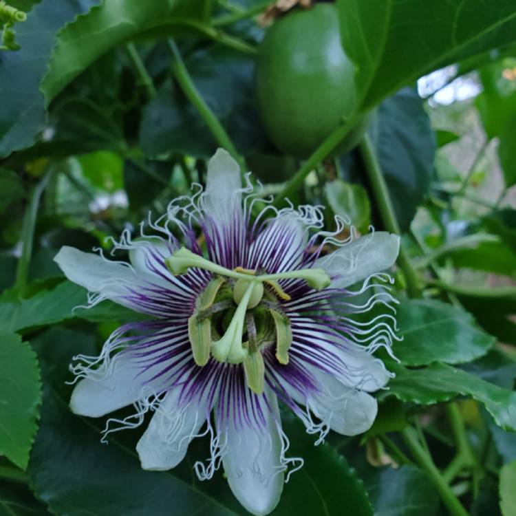 plant image 1375713 plant image 1375713