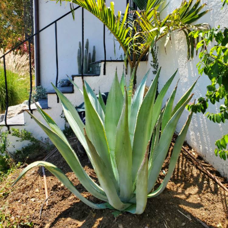 Plant image Agave