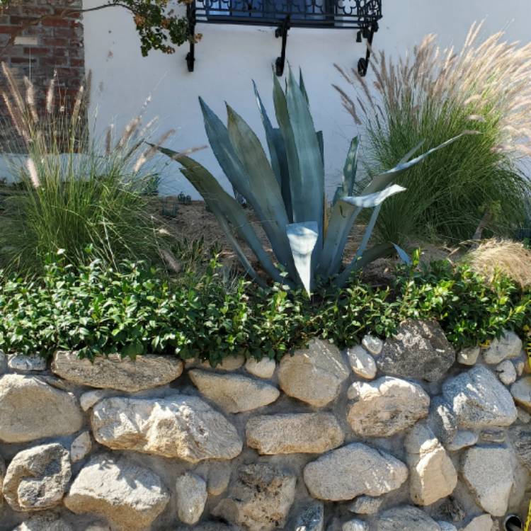 plant image 1382691