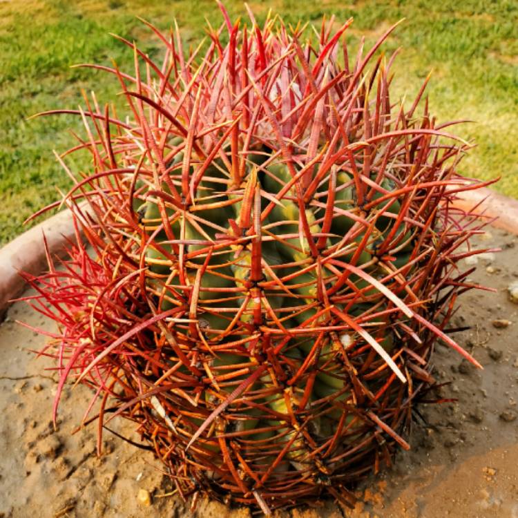 plant image 1387392