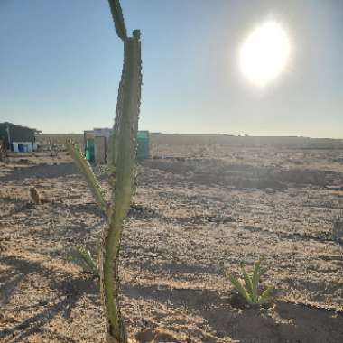 Cereus repandus syn. Cereus peruvianus