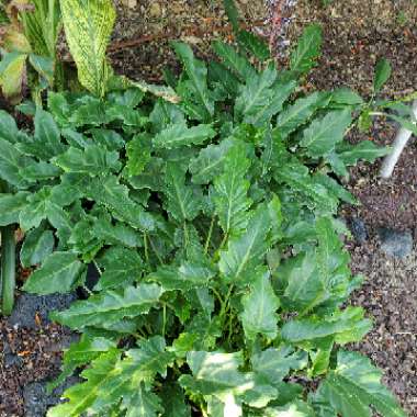 Thaumatophyllum xanadu syn. Philodendron xanadu, Philodendron 'Xanadu', Philodendron 'Winterbourn'