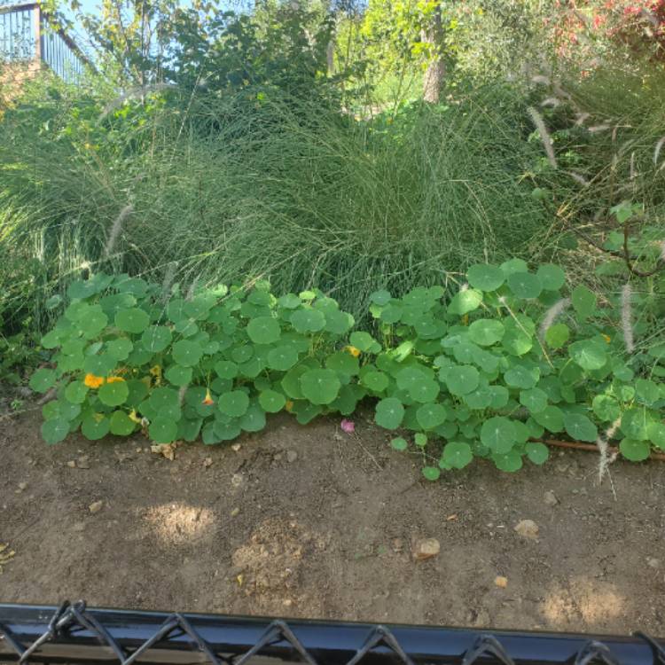 plant image 1413379 plant image 1413379