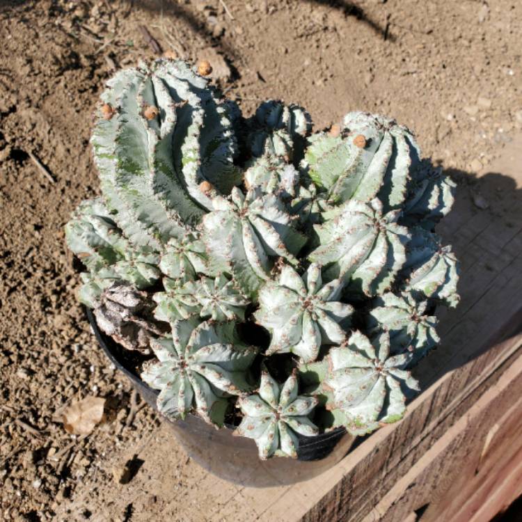 plant image 1417469