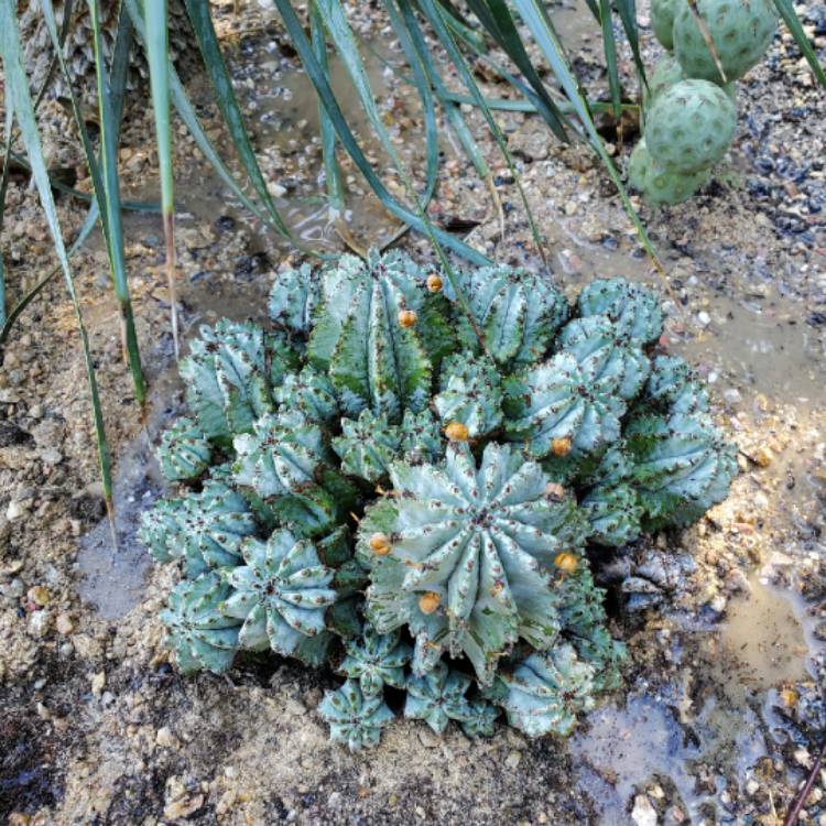 Plant image Euphorbia horrida