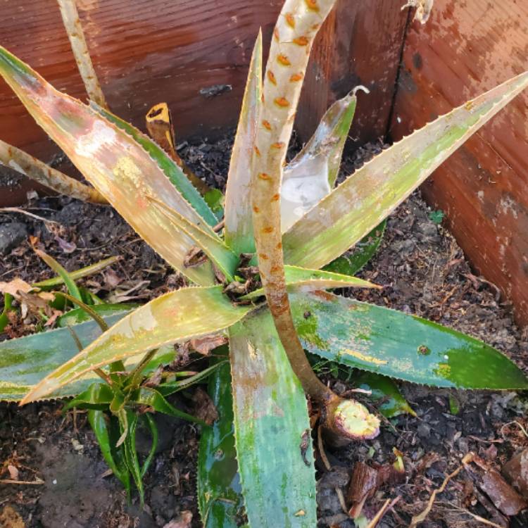 plant image 1418559