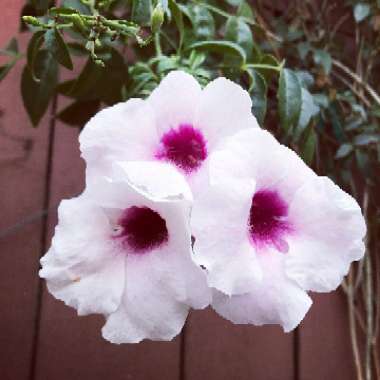 Pandorea jasminoides
