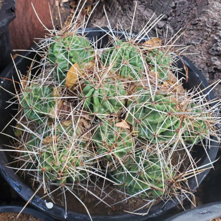 plant image 1420451