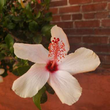 Hibiscus