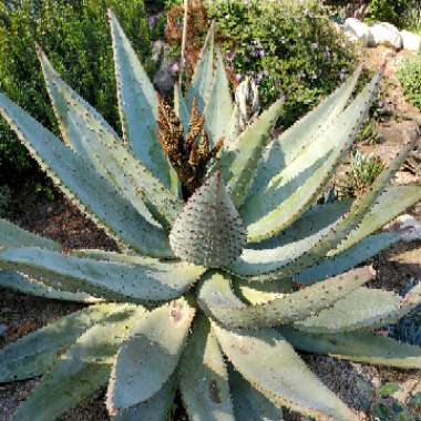 Aloe ferox