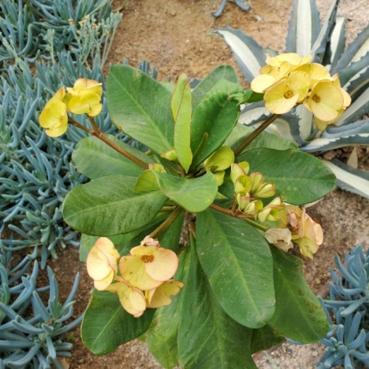 Plant image Euphorbia milii