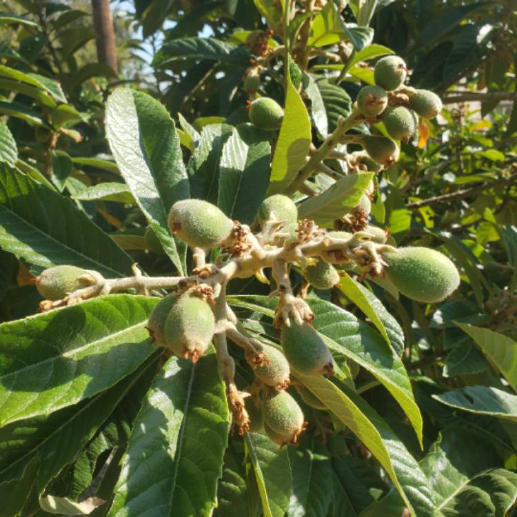 plant image 1456477