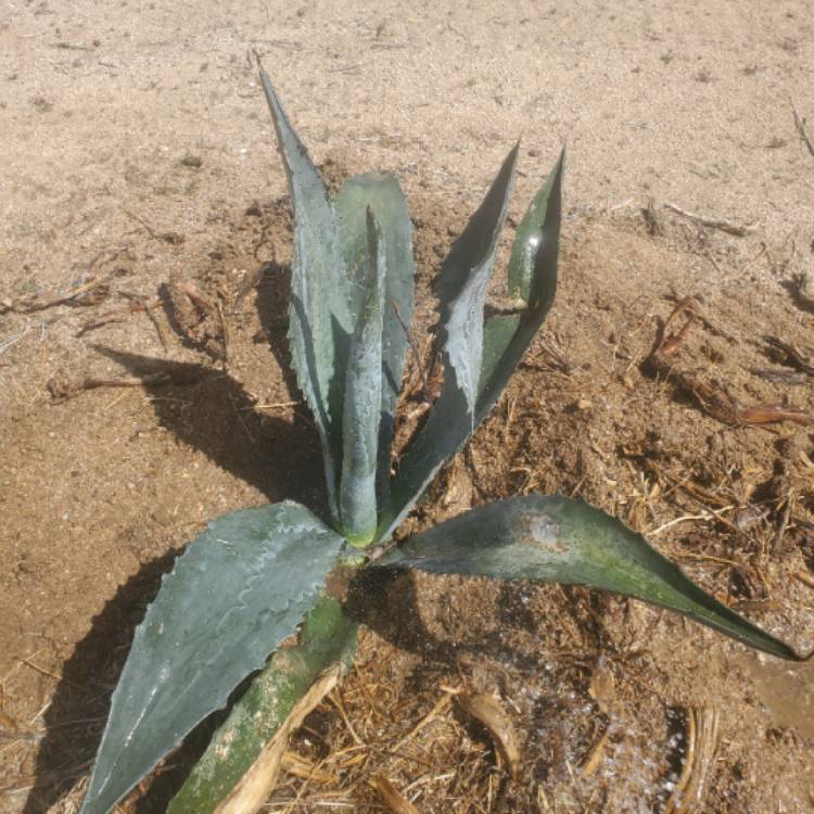 plant image 1457315
