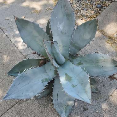 Agave Titanota