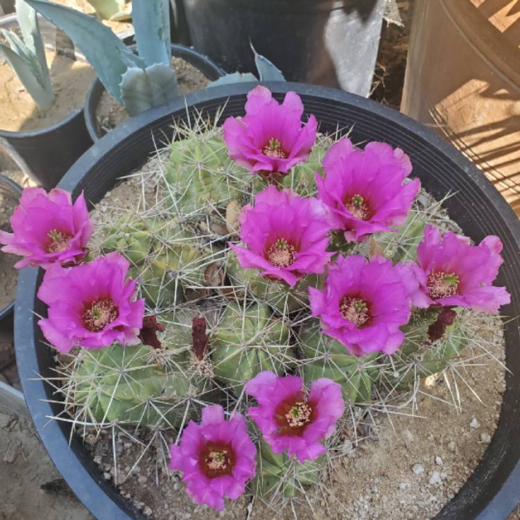 plant image 1517407