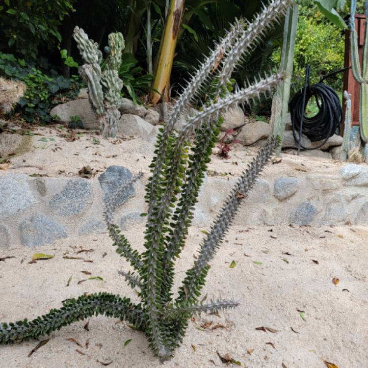 Plant image Fouquieria Splendens