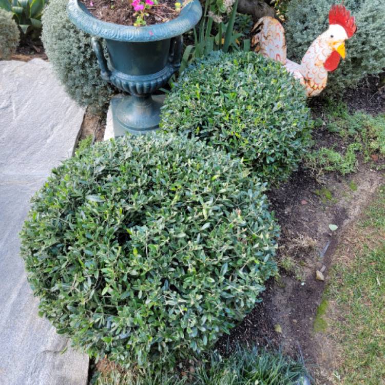 plant image 1556118