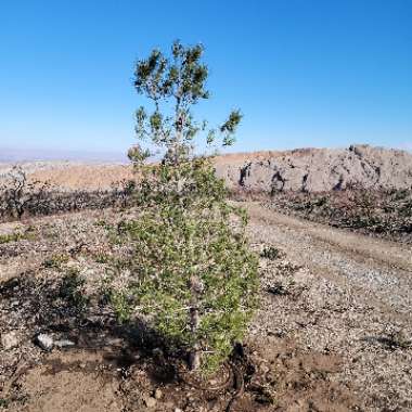 Pinus