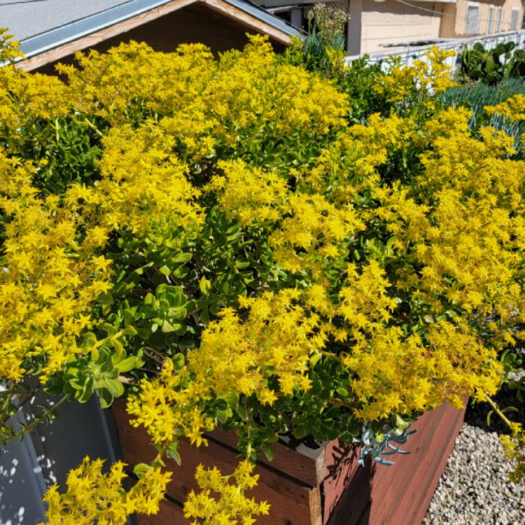 Plant image Sedum praealtum