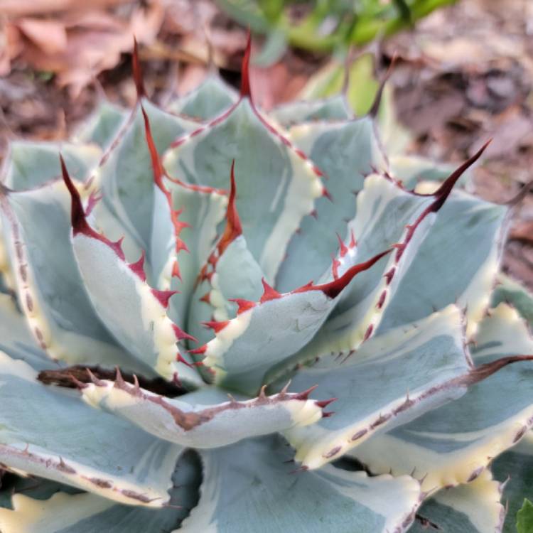 Plant image Agave 'Kissho Kan'