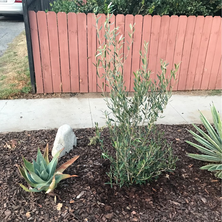 plant image 284446