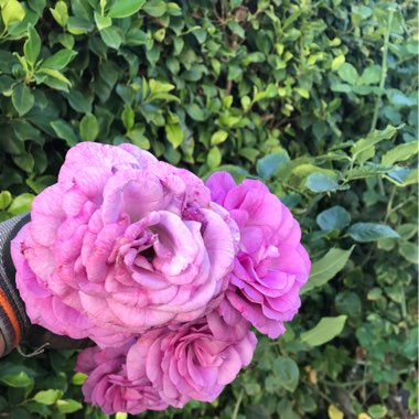 Rosa 'Ausmary' syn. Rosa 'Mary Rose'