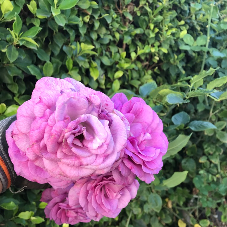 Plant image Rosa 'Ausmary' syn. Rosa 'Mary Rose'