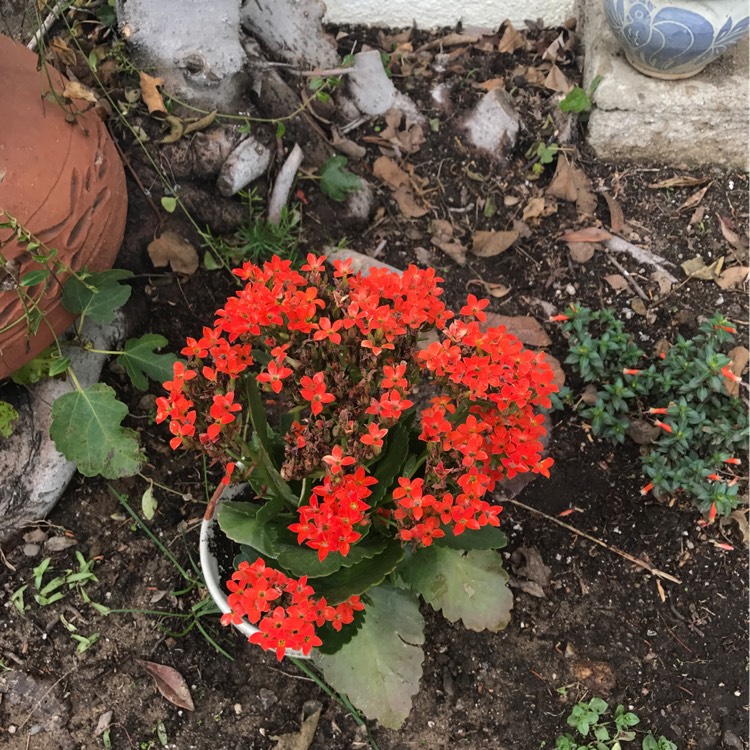 Plant image Kalanchoe blossfeldiana 'Red'