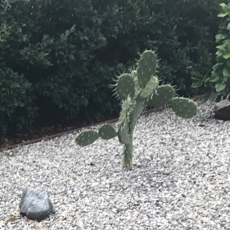Plant image Opuntia megacantha 'Nopal Blanco'