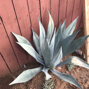 Agave tequilana