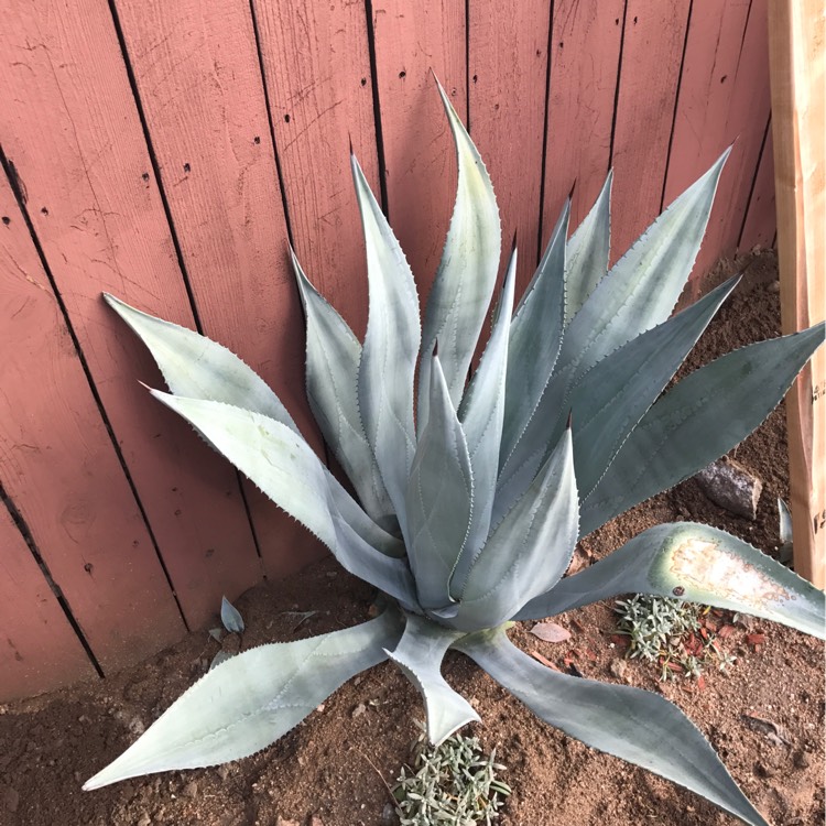 Plant image Agave tequilana