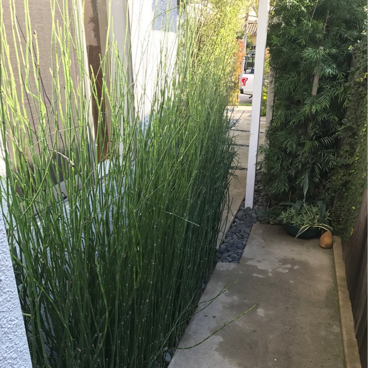 Plant image Equisetum Hyemale syn. Equisetum Japonica