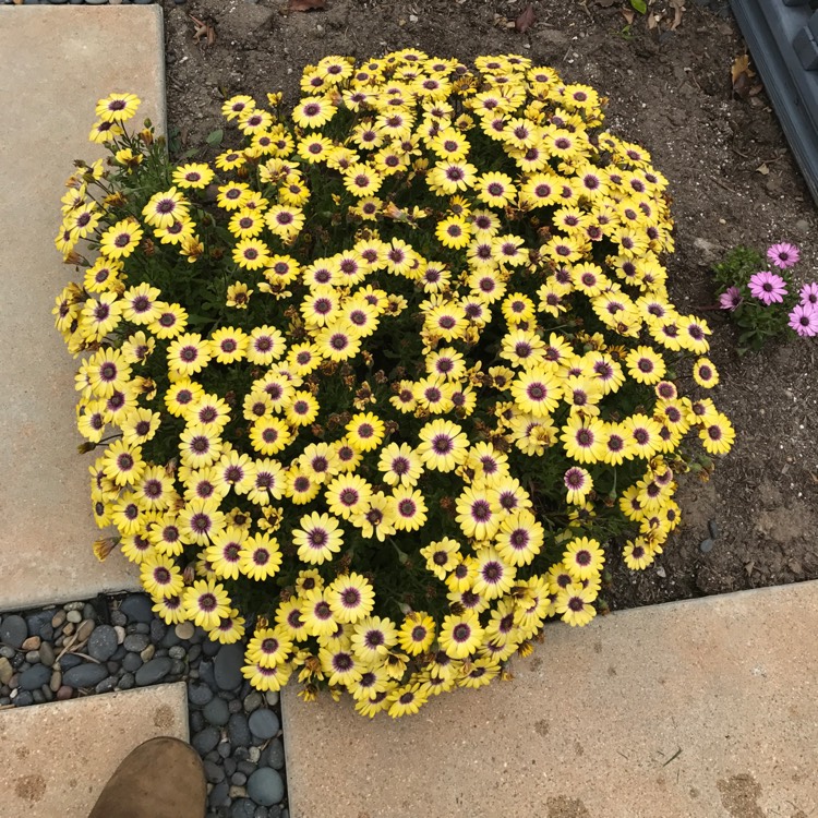 Plant image Osteospermum 'Serenity Blue Eyed Beauty'