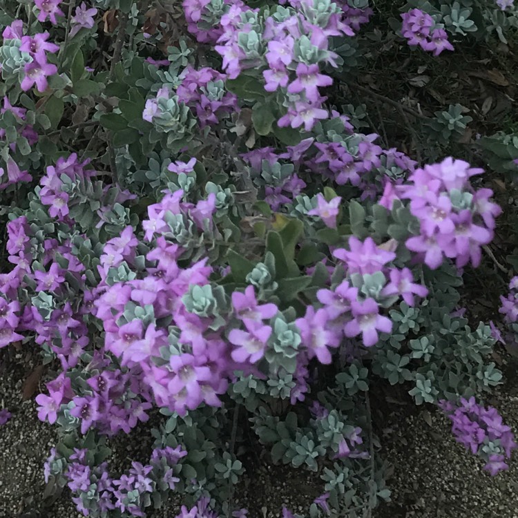 Plant image Leucophyllum frutescens
