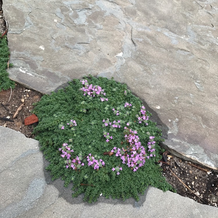 Plant image Thymus Serpyllum 'Elfin'