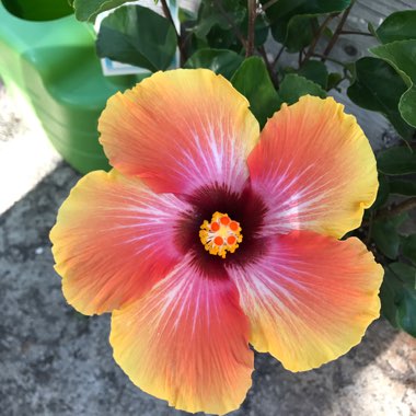 Hibiscus rosa-sinensis