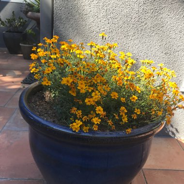 Tagetes erecta