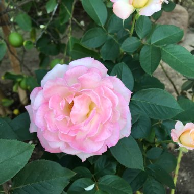 Rosa