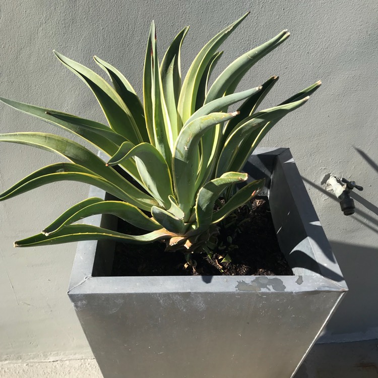 plant image 595639