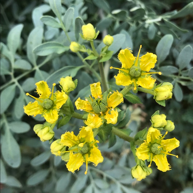 Plant image Ruta graveolens 'Jackman's Blue'