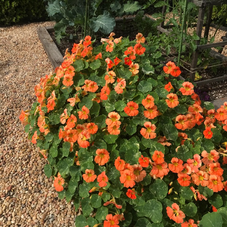 plant image 660281 plant image 660281