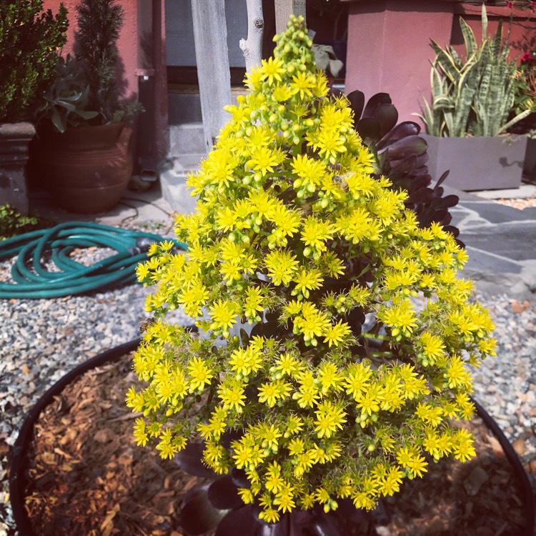 plant image 661510